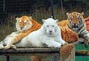 Zoo Dvorec Zoo Dvorec